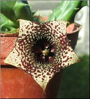 Huernia saudi-arabica